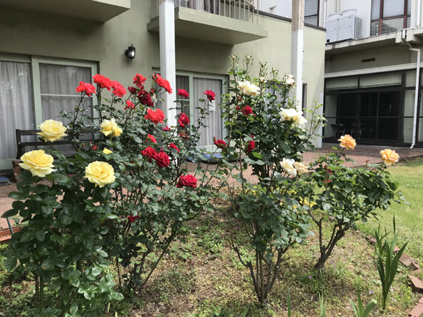 庭のバラが咲きました