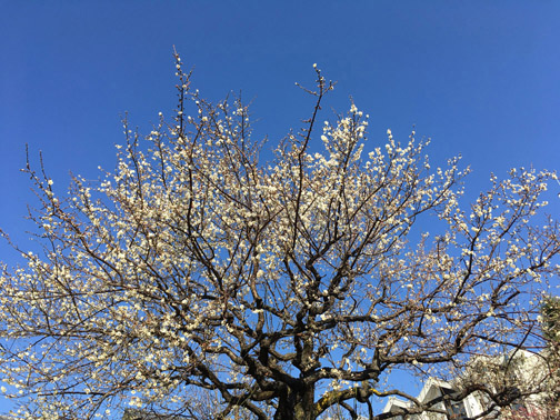 庭の梅の花が咲きました
